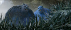 FOX_AND_BIRD_still_02