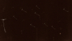 still_02_DenteDLeao