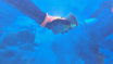 JulietaEnDeSchildpadden_grade_JulietaEnDeSchildpadden_grade_17895
