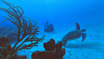 JulietaEnDeSchildpadden_grade_JulietaEnDeSchildpadden_grade_21759
