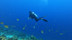 JulietaEnDeSchildpadden_grade_JulietaEnDeSchildpadden_grade_3921