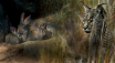 MONTADO_STILLS