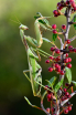 mantis_2_herminio_m_mun_iz_9067