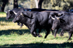 toros_bravos_7_herminio_m_mun_iz_3873