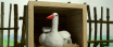 THE-GOOSE_27