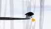 O_PASSARINHO_E_A_FOLHA01