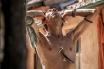 ESTRANHA-FORMA-DE-VIDA_11