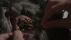 APO Still Images (4)